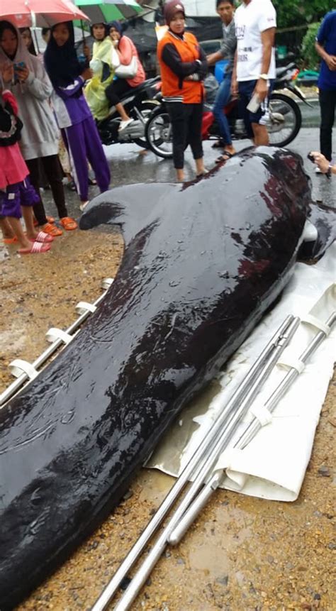 whales dieing from plastic bags fake science|Whale Dies in Thailand With 80 Plastic Bags in Its Stomach.